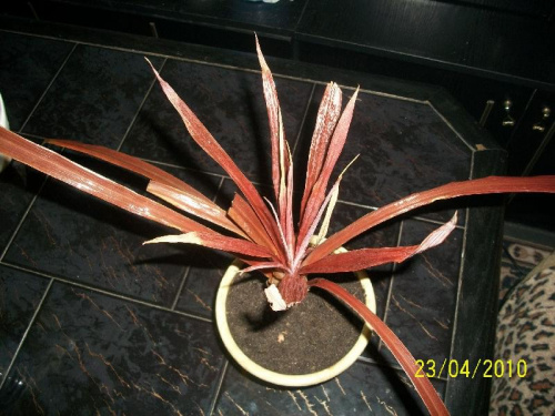 Obrazek