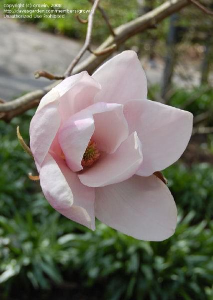  magnolia IOLANTHE 3....jpg Fotki Zdjęcia Obrazki