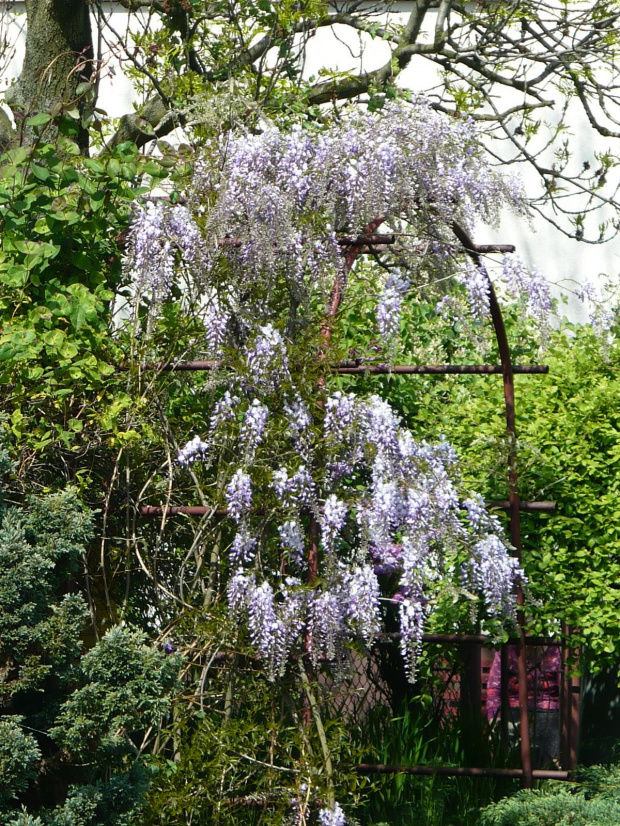 Wisteria-Glicynia