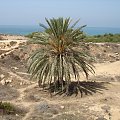 Cypr,Pafos,samotna palma #Cypr #Pafos #palma #MorzeSrodziemne