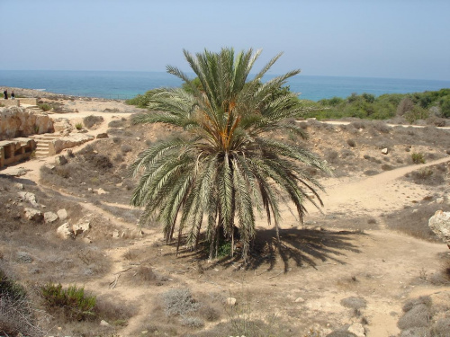 Cypr,Pafos,samotna palma #Cypr #Pafos #palma #MorzeSrodziemne