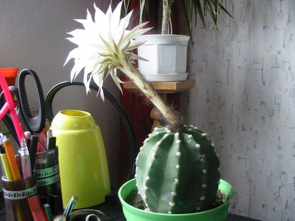 Echinopsis subdenudata