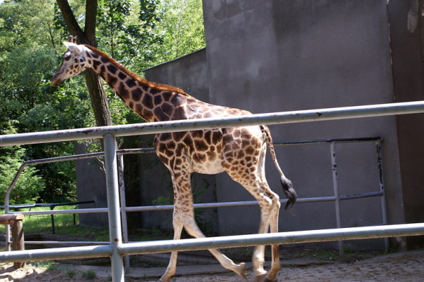 zaprosiłem 3 dzieci i mamę-ciocię do ZOO ale była sjesta zwierzęca i mało było szalonych zwierząt widać :) #ZOO