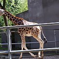 zaprosiłem 3 dzieci i mamę-ciocię do ZOO ale była sjesta zwierzęca i mało było szalonych zwierząt widać :) #ZOO