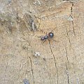 #Mrówka #makro #przyroda #foto