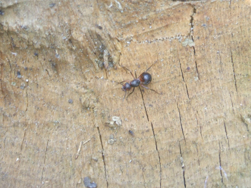 #Mrówka #makro #przyroda #foto