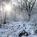 #zima #las #śnieg #słońce #flara #Bralin