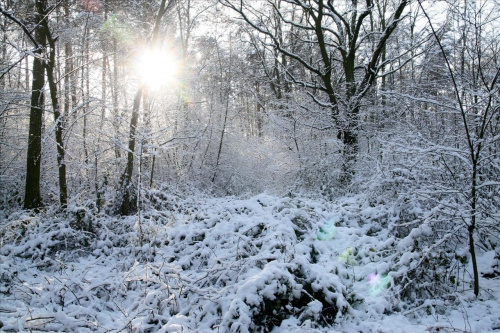 #zima #las #śnieg #słońce #flara #Bralin
