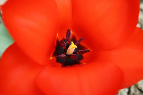 #Kwiaty #Tulipan