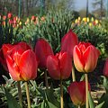 las tulipanów.... #kwiaty #kolor #wiosna #ogród #natura