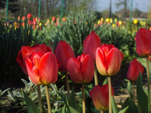 las tulipanów.... #kwiaty #kolor #wiosna #ogród #natura