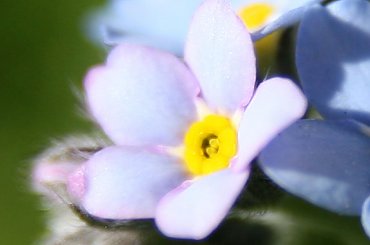 #Bralin #kwiaty #niezapominajki #wiosna