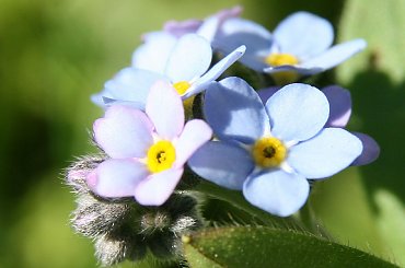 niezapominajki... #Bralin #kwiaty #niezapominajki #wiosna