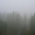 Wczorajsza mgła o 8:00 #Drzewa
