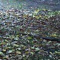 Jesień - 24.10.2009