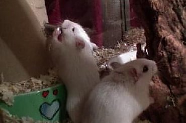#MyszoskoczekGerbil