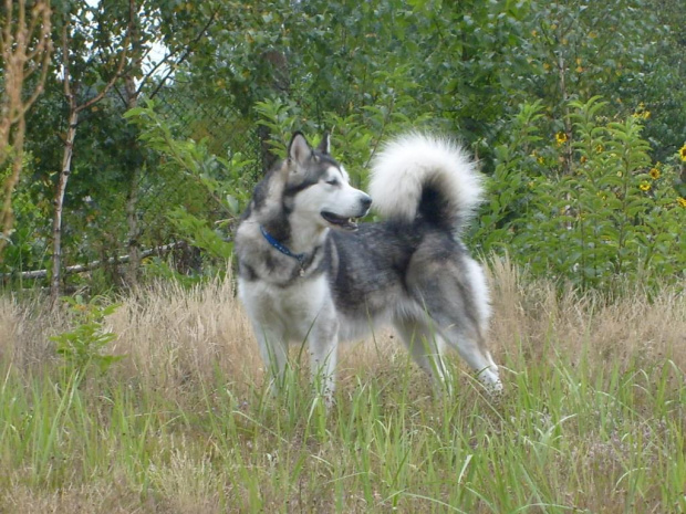 Masza z Howerli #masza #MaszaZHoiwerli #AlaskanMalamute