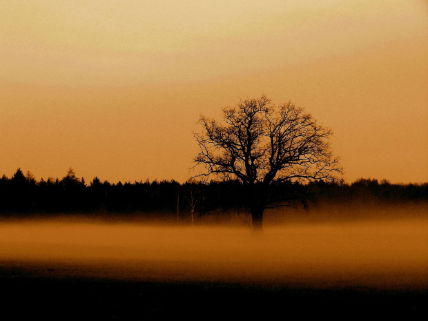 #mgła #drzewo #łąka