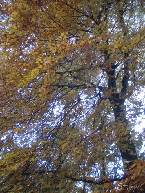 Piękna jesień w Szczecinie #Szczecin #Jesień #Przyroda