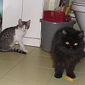 Mufka i Złotka #pers #kot #BezpiecznaPrzystań #SzukamDomu #azyl #fundacja #adopcja #złotka #mufka