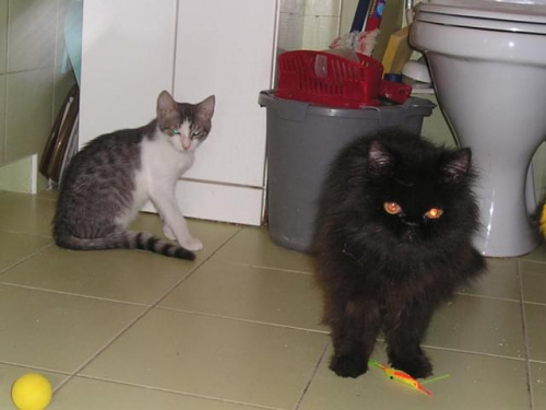 Mufka i Złotka #pers #kot #BezpiecznaPrzystań #SzukamDomu #azyl #fundacja #adopcja #złotka #mufka