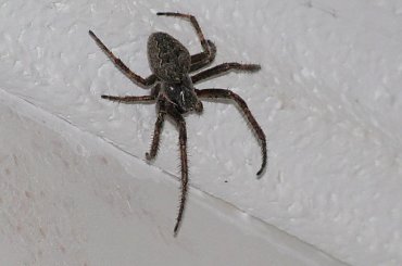 Pająk #insekty #owady