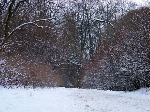 1szy stycznia #ParkSkaryszewski #Warszawa #zima #śnieg