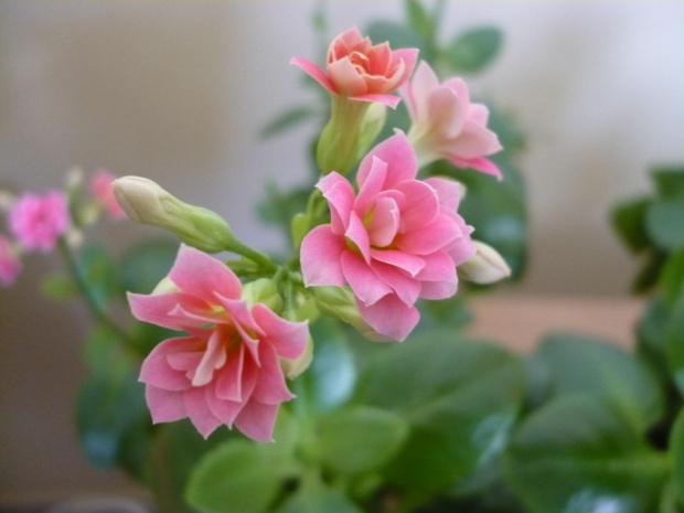 kalanchoe