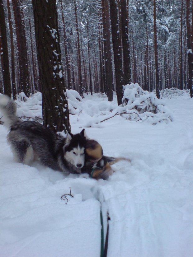 Gocha i spółka - do wyadoptowania w duecie #husky #adopcje