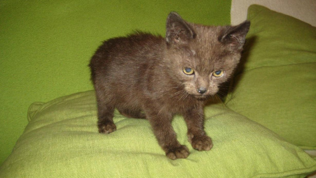 Ja, brzydki? Ale serce Ci zaraz skradnę ;)