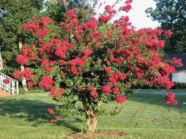 Lagerstroemia indica