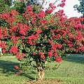 Lagerstroemia indica