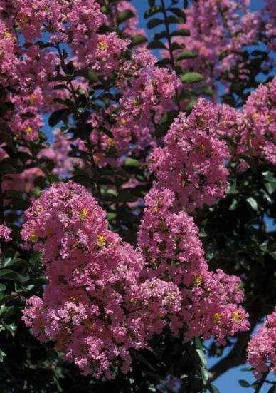 Lagerstroemia indica