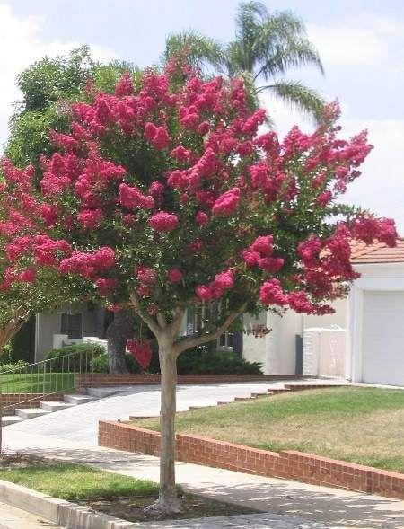 Lagerstroemia indica