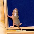 moje skoki #myszoskoczek #gerbil