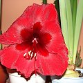 #hippeastrum