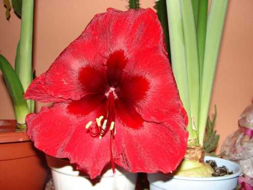 #hippeastrum