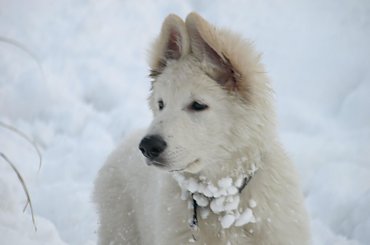 Biały owczarek szwajcarski HRABIA of White Finess www.zchatyleona.republika.pl #BiałyOwczarekSzwajcarski #opole #siołkowice #kois #BiałyOwczarek #ZChatyLeona #bogacz #hrabia #awa #cygan #aventia