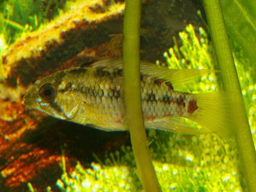 Samiec - Apistogramma Hongsloi