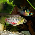 Samiec - Apistogramma Hongsloi