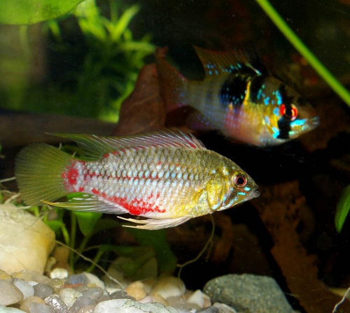 Samiec - Apistogramma Hongsloi