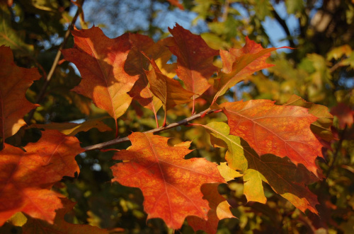 liście dębu jesienią