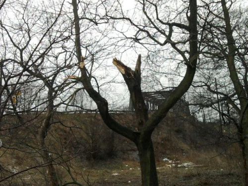 Złamany konar drzewa po przejściu niżu Xynthia - 28.02/01.03.2010