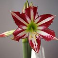 Hippeastrum Lima