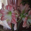 #hippeastrum