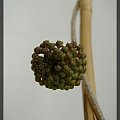 Hoya Vittelina