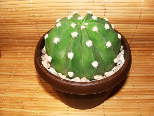 Echinopsis subdenudata (subdenudatum) #echinopsis #subdenudata #subdenudatum #kaktus #cactus #cactaceae