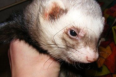 portrety, ząbki, nowy kocyk ) #fretka #zęby #Kubuś #Gapcio #kocyk