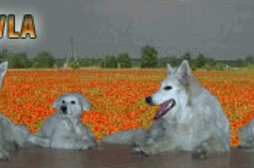 #BiałyOwczarekSzwajcarski #OwczarekBiały #OwczarekDługowłosy #HodowlaZChatyLeona #bogacz #hrabia #aventia #cygan #awa #popielów #StareSiołkowice