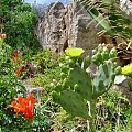 Cypr-kwitnący kaktus #kaktus #kwiat